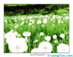 wild flowers's Avatar